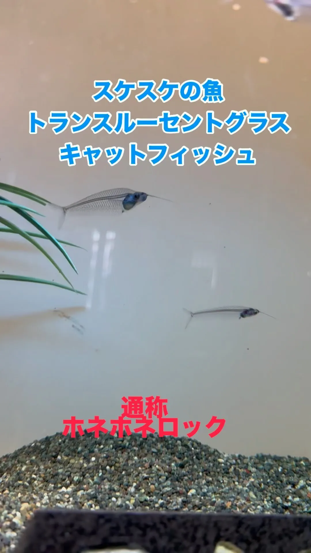 スケスケのお魚